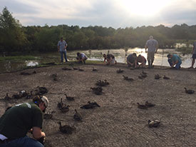 duck banding