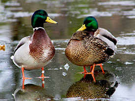 two mallards
